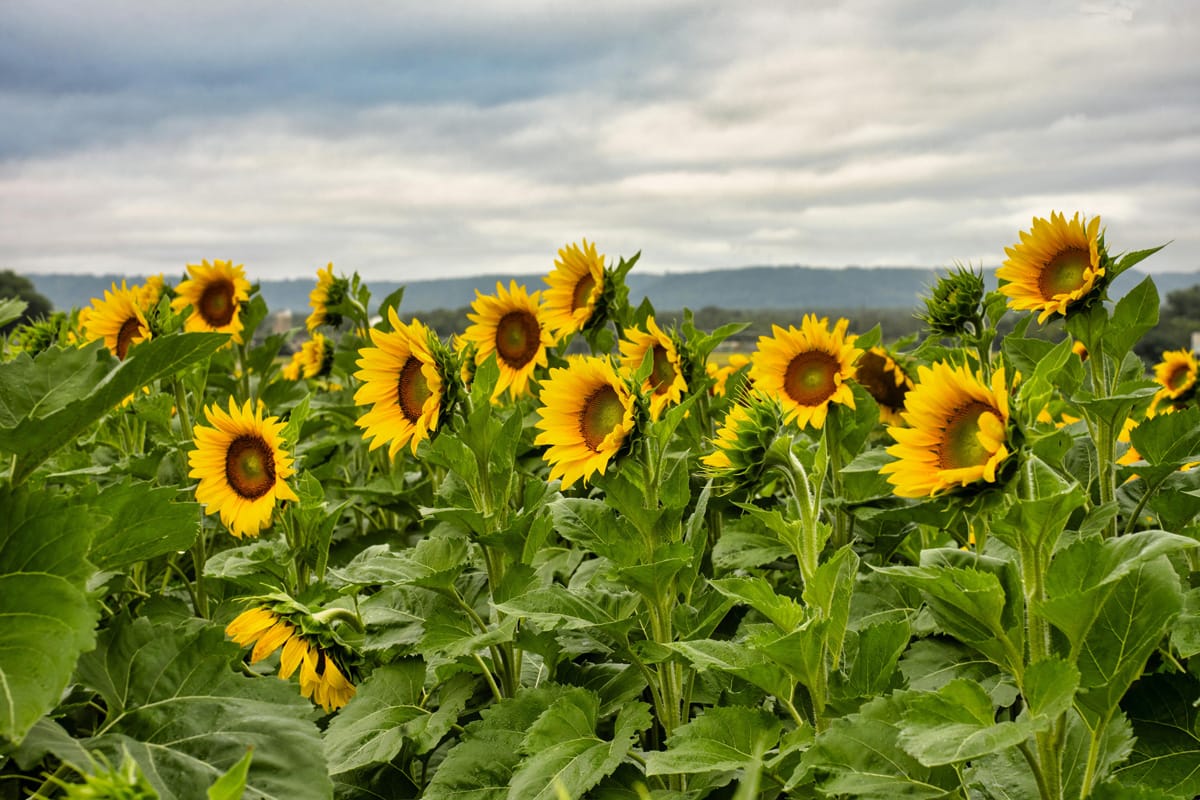 A field of sunflowers with a cloudy sky above them