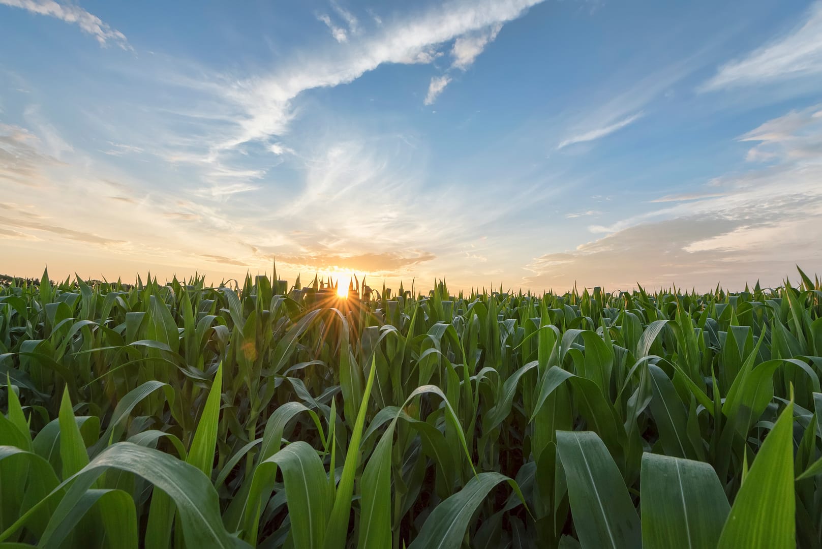 The sun rises over a field of growing corn.