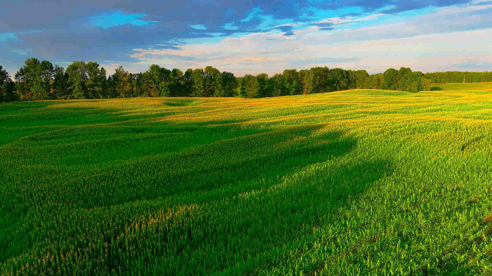 A shot of a soy bean field in rural Wisconsin